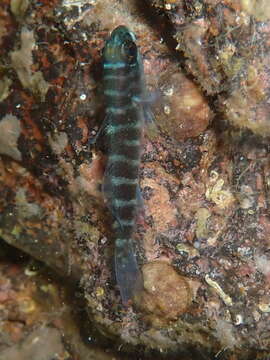 صورة Gorogobius