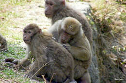 Image of Assam Macaque