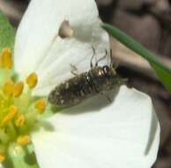 صورة Acmaeodera tubulus (Fabricius 1801)