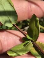 Imagem de Hypericum crux-andreae (L.) Crantz