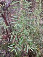 Image of Pimelea axiflora F. Müll.