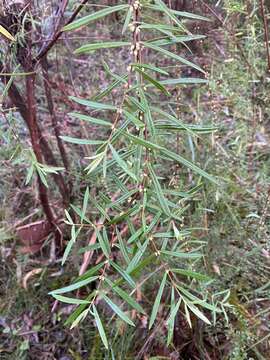 Image of Pimelea axiflora F. Müll.