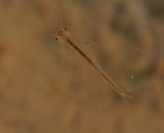 Image of San Diego fairy shrimp