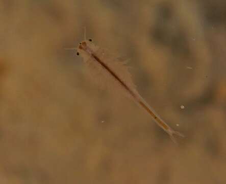 Image of San Diego fairy shrimp