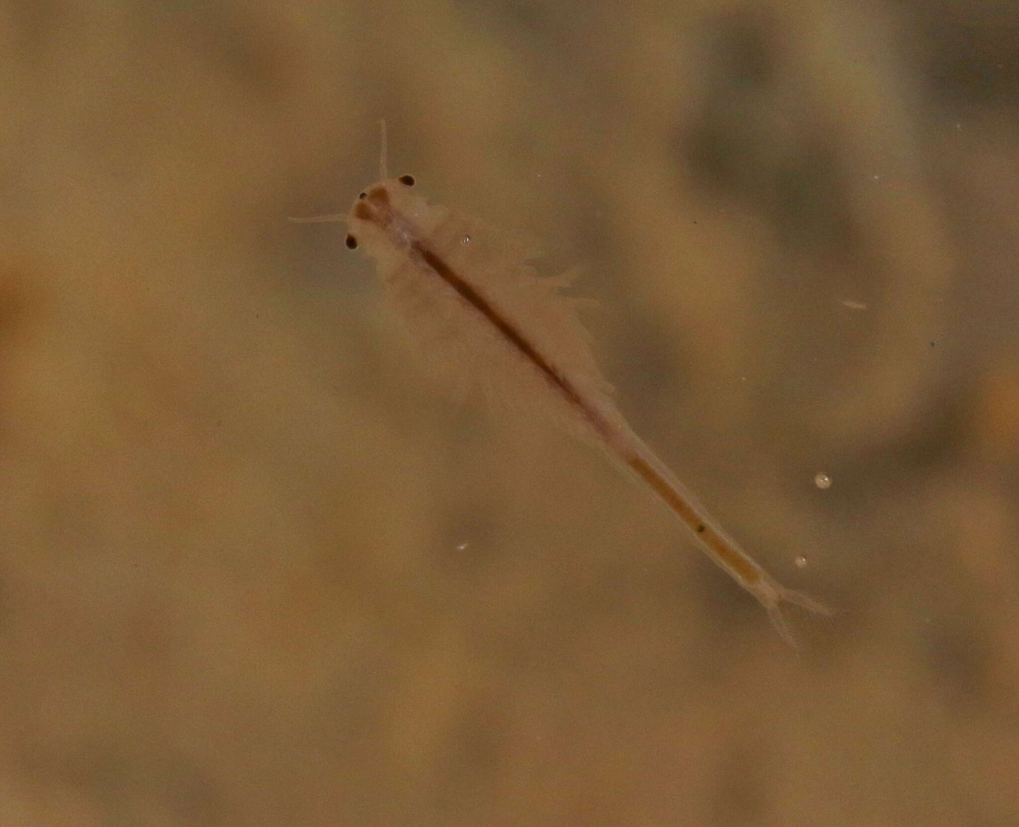 Image of San Diego fairy shrimp