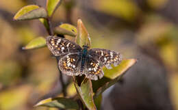 Image de <i>Phyciodes <i>pulchella</i></i> pulchella