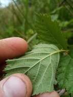 Image of Rubus conjungens (Bab.) Warren