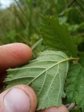 Image of Rubus conjungens (Bab.) Warren