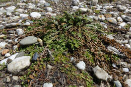 Image of Lepidium tenuicaule Kirk