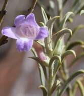 Слика од Eremophila pantonii F. Muell.