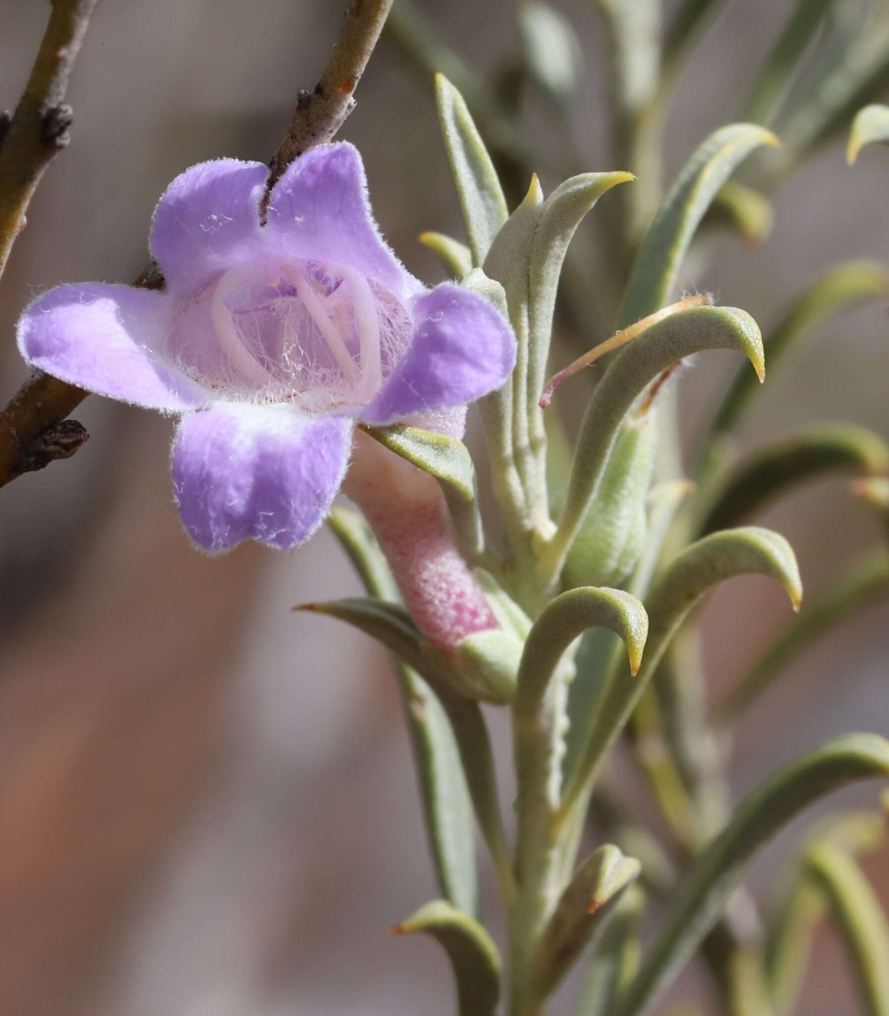 Слика од Eremophila pantonii F. Muell.