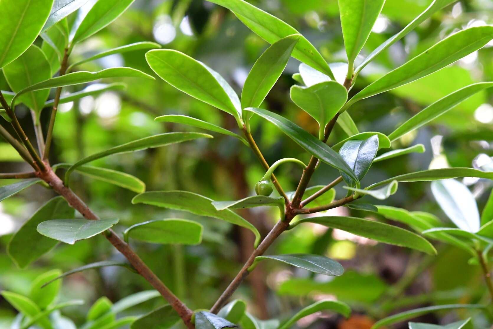 Image of Ternstroemia lineata DC.