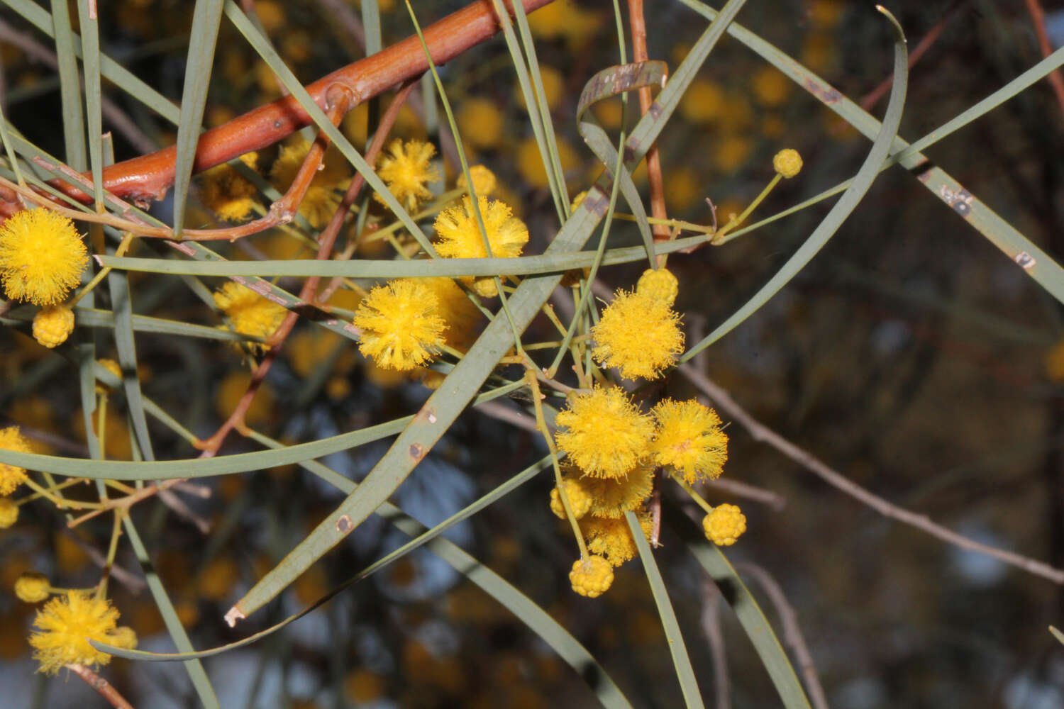 Image of Acacia murrayana F. Muell. ex Benth.