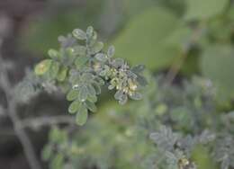 Слика од Dalea scandens var. paucifolia (J. M. Coult.) Barneby