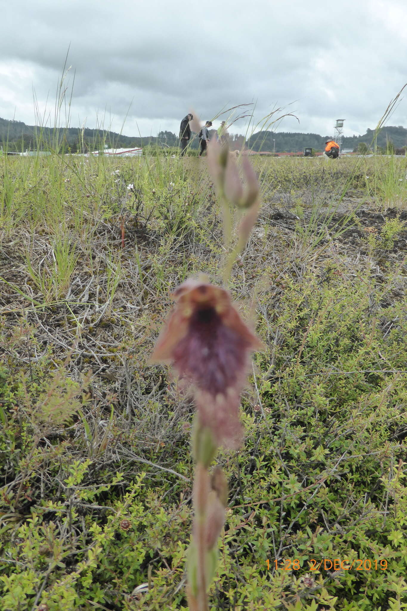 Calochilus robertsonii Benth.的圖片