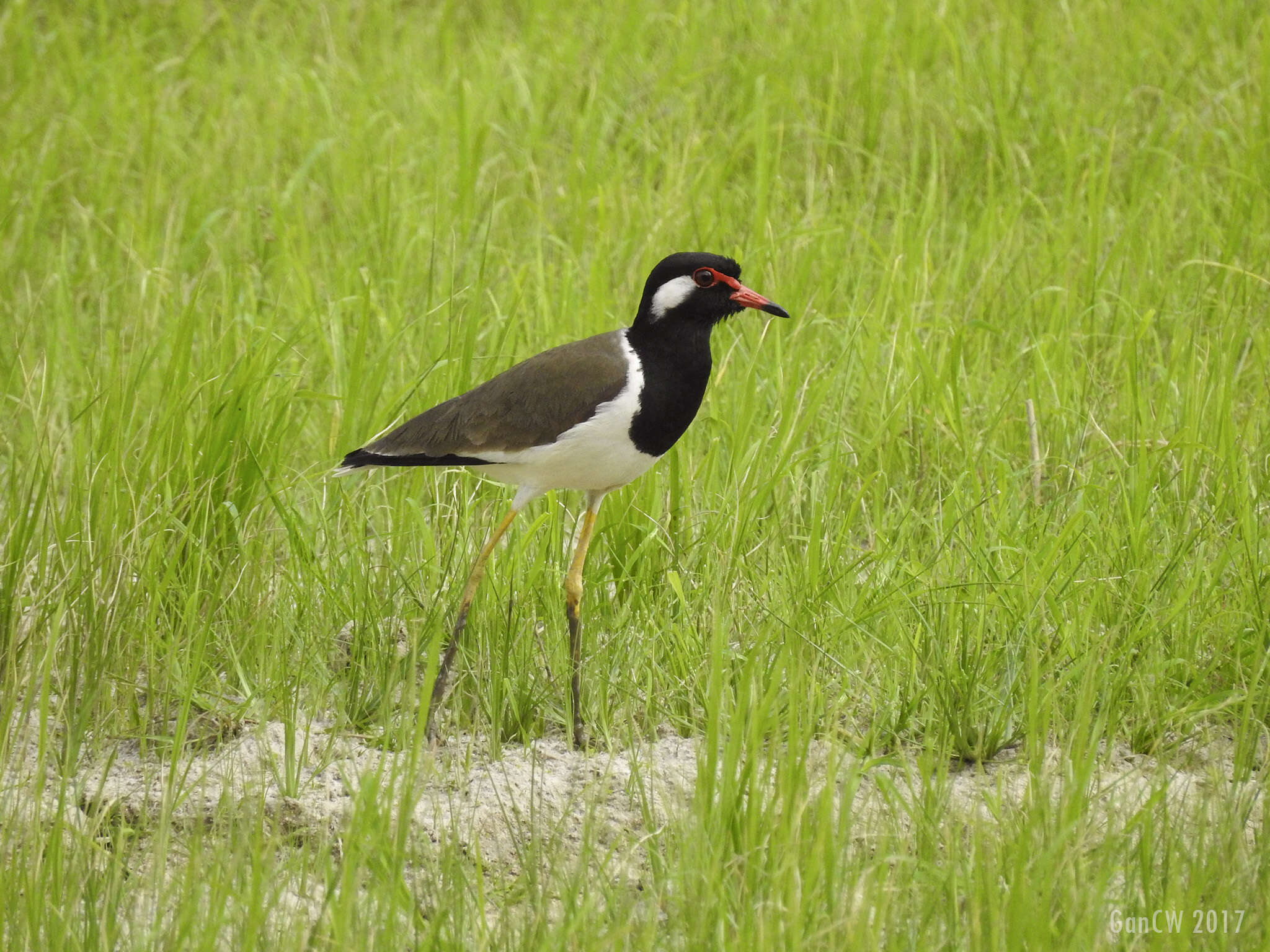 Image of Red-wattled Lapwing