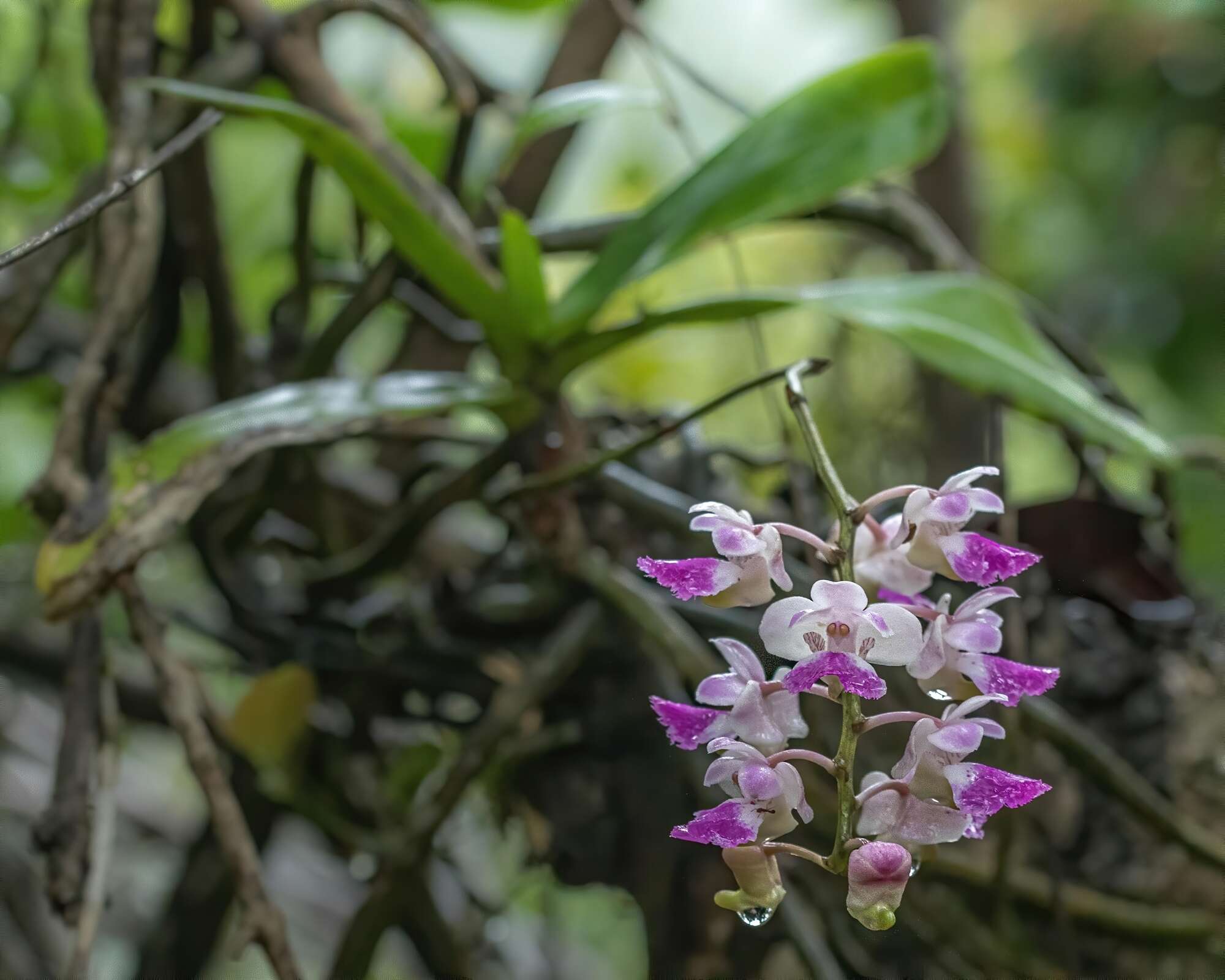 Image of Aerides crispa Lindl.