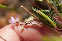 Image of Waltham Creek clarkia