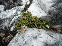 Image of Draba lapaziana Al-Shehbaz