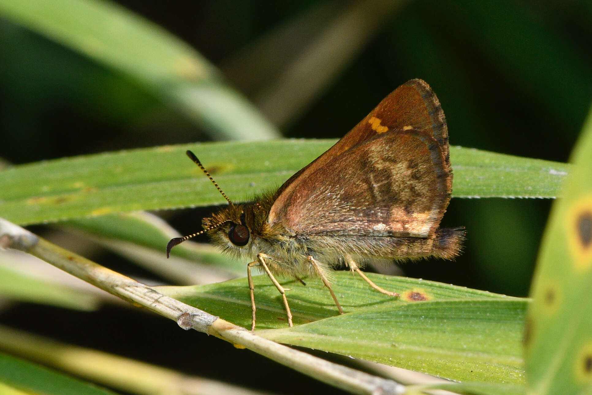 Butleria bissexguttatus Philippi 1860 resmi