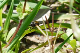 Image of Phyllopertha diversa Waterhouse 1875