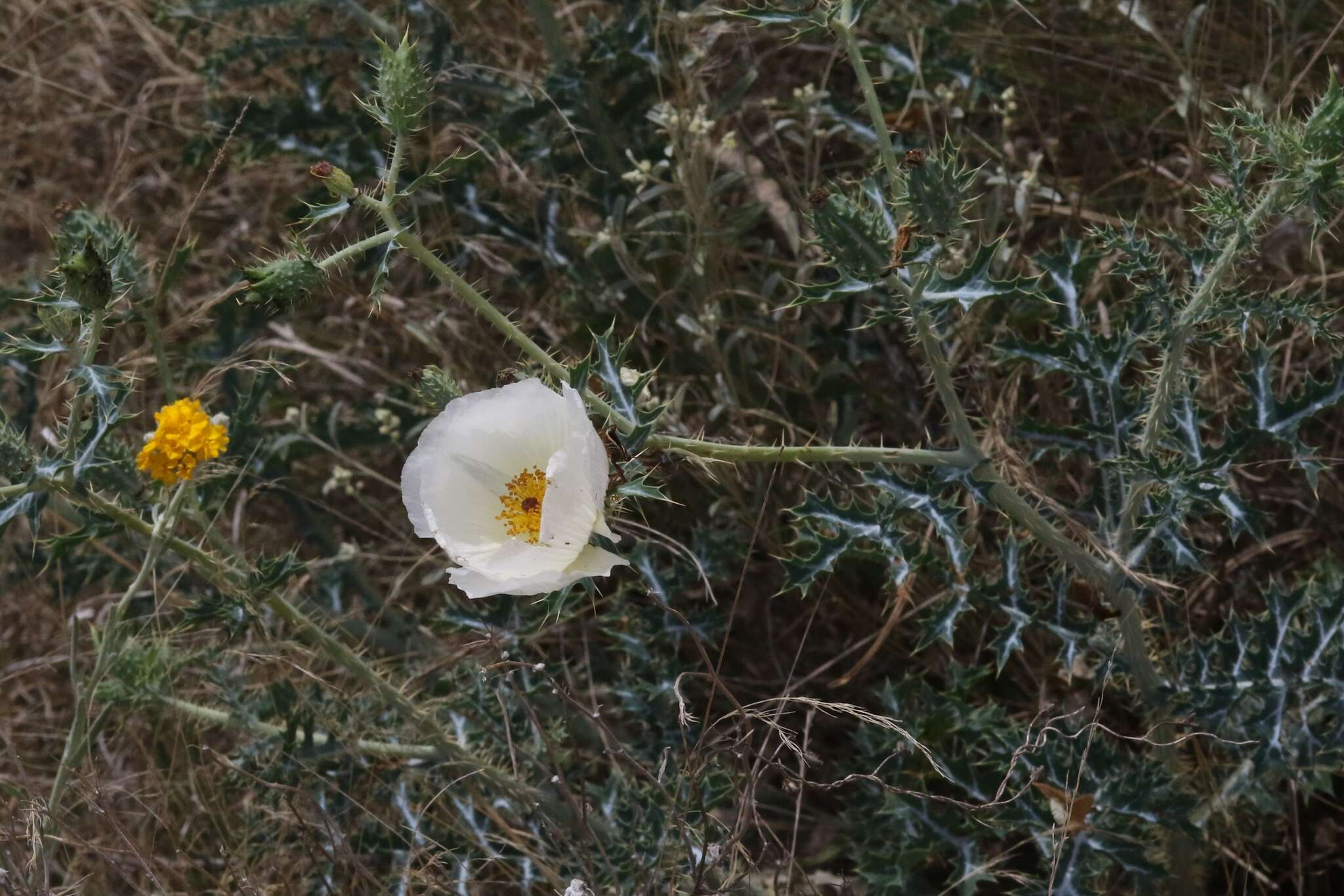 Image of red pricklypoppy