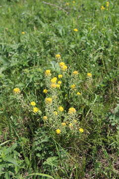 Image of Alyssum repens Baumg.