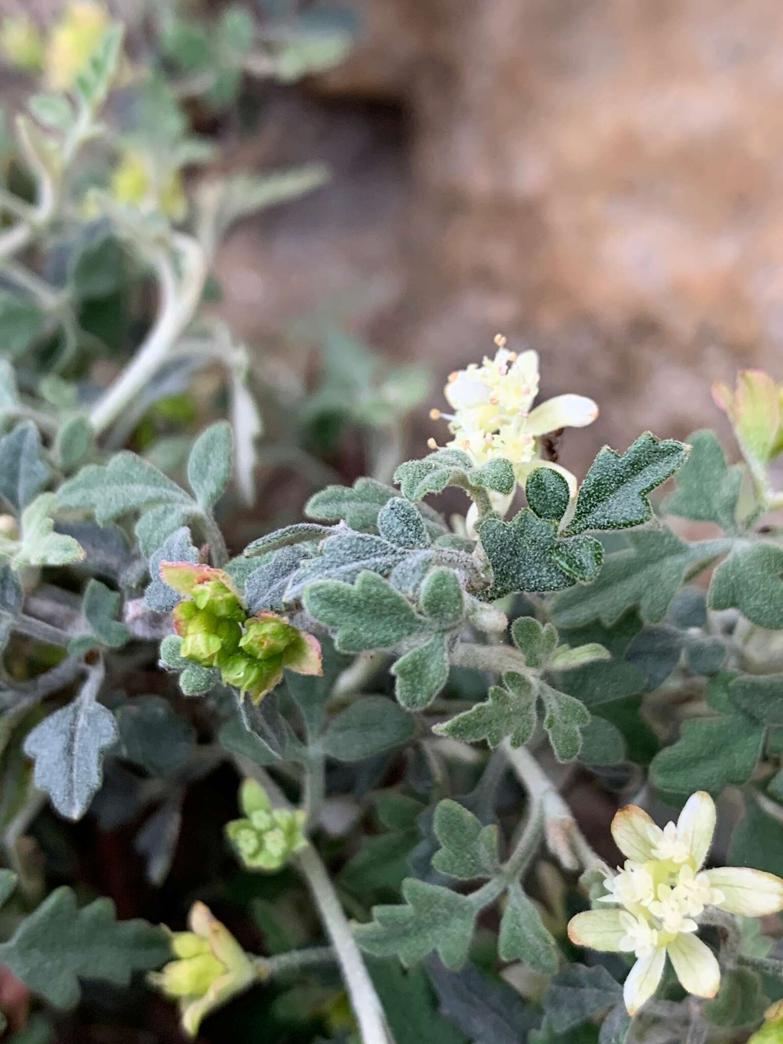 Image of Xanthosia scopulicola J. M. Hart & M. J. Henwood