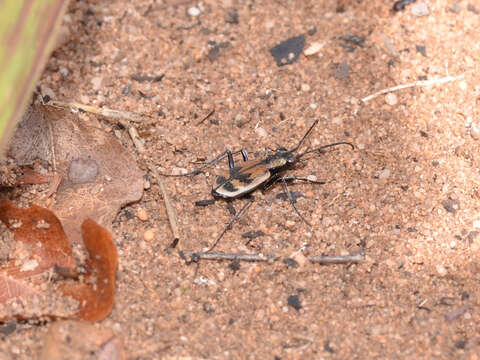 Image of Cicindela (Elliptica) laticornis W. Horn 1900