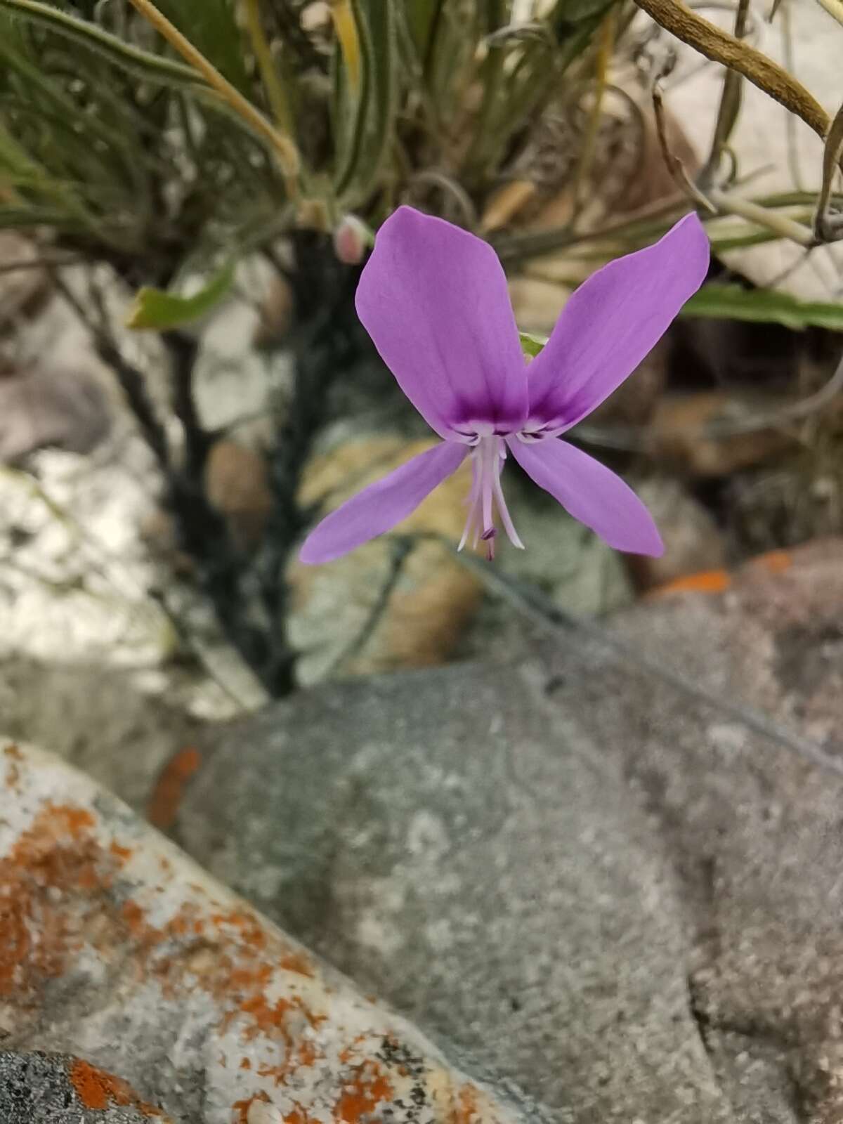 Image of Pelargonium coronopifolium Jacq.