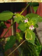 Image of lesser hemp-nettle