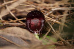 Plancia ëd Corybas recurvus D. L. Jones