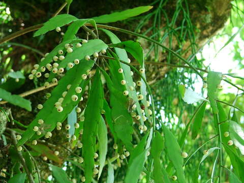 Image of Pseudorhipsalis ramulosa (Salm-Dyck) Barthlott