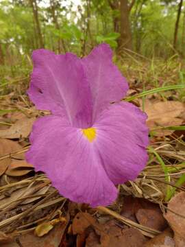 Image of Mauve ginger