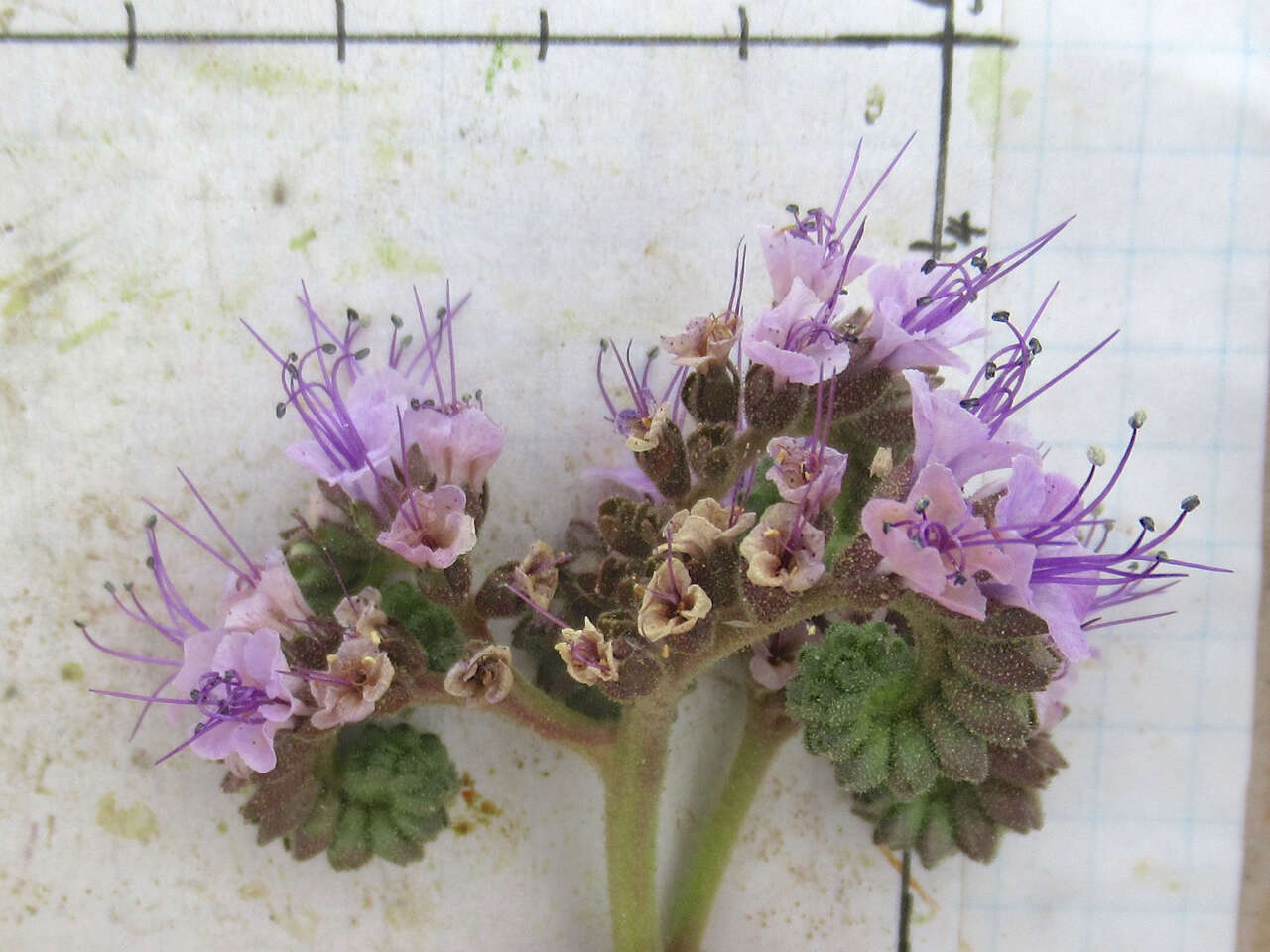 Image of Texan phacelia