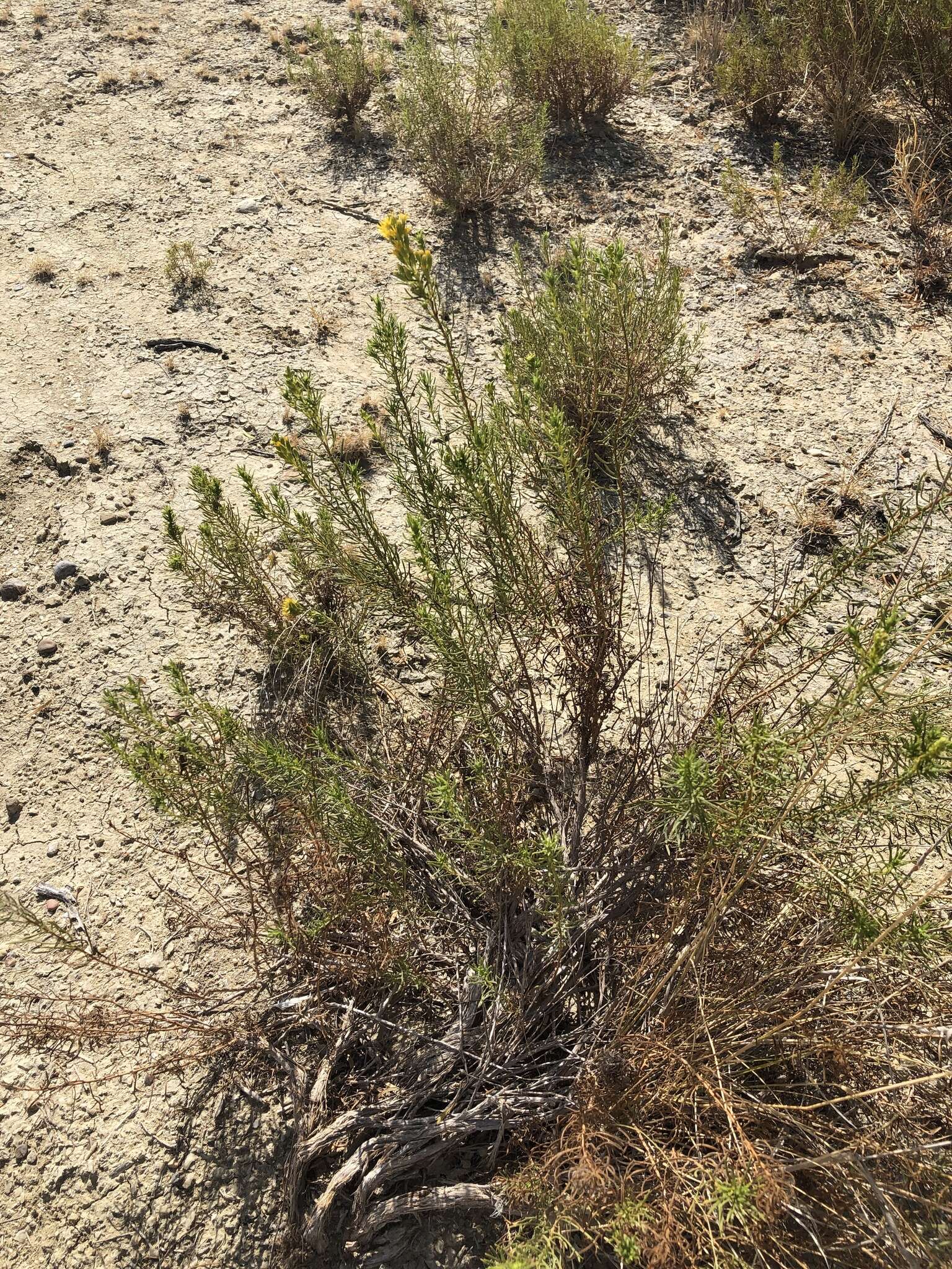 Isocoma coronopifolia (A. Gray) Greene的圖片