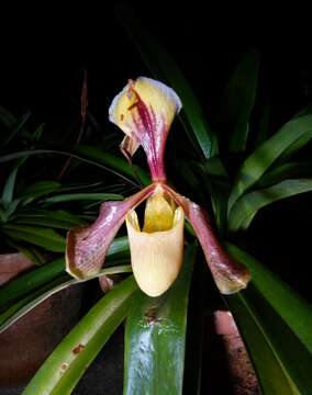 Image of Villose Paphiopedilum