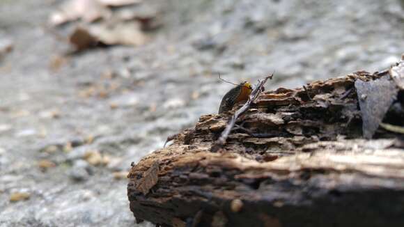 Image of Ferussac’s orange soled slug