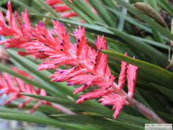 Imagem de Aechmea distichantha Lem.