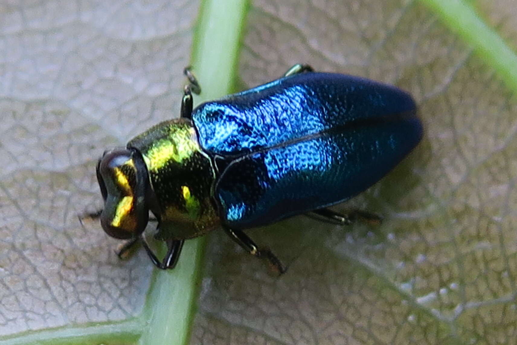 Image de Endelus cupido Deyrolle 1864