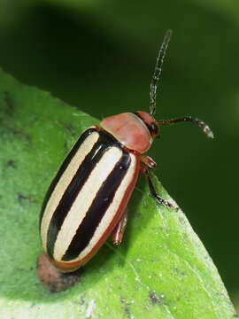 Image of Disonycha leptolineata Blatchley 1917