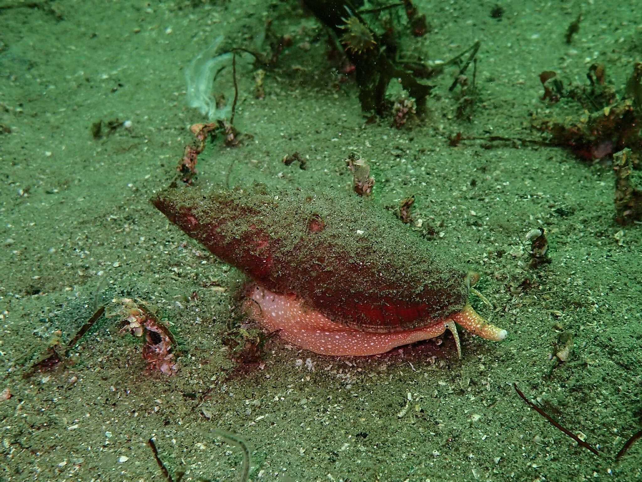 Image of Megasurcula T. L. Casey 1904