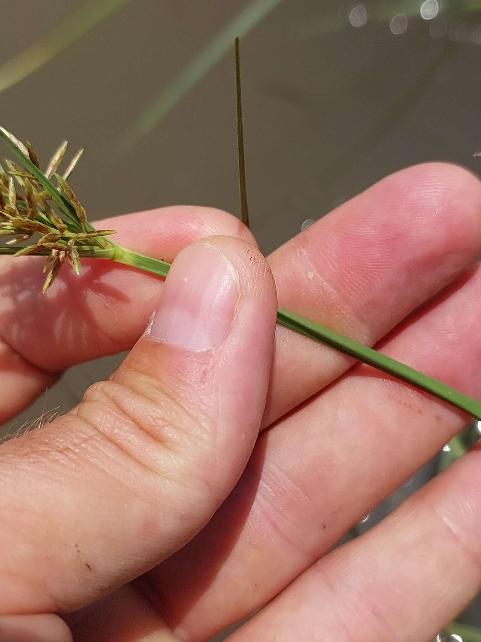 Imagem de Cyperus longus subsp. longus