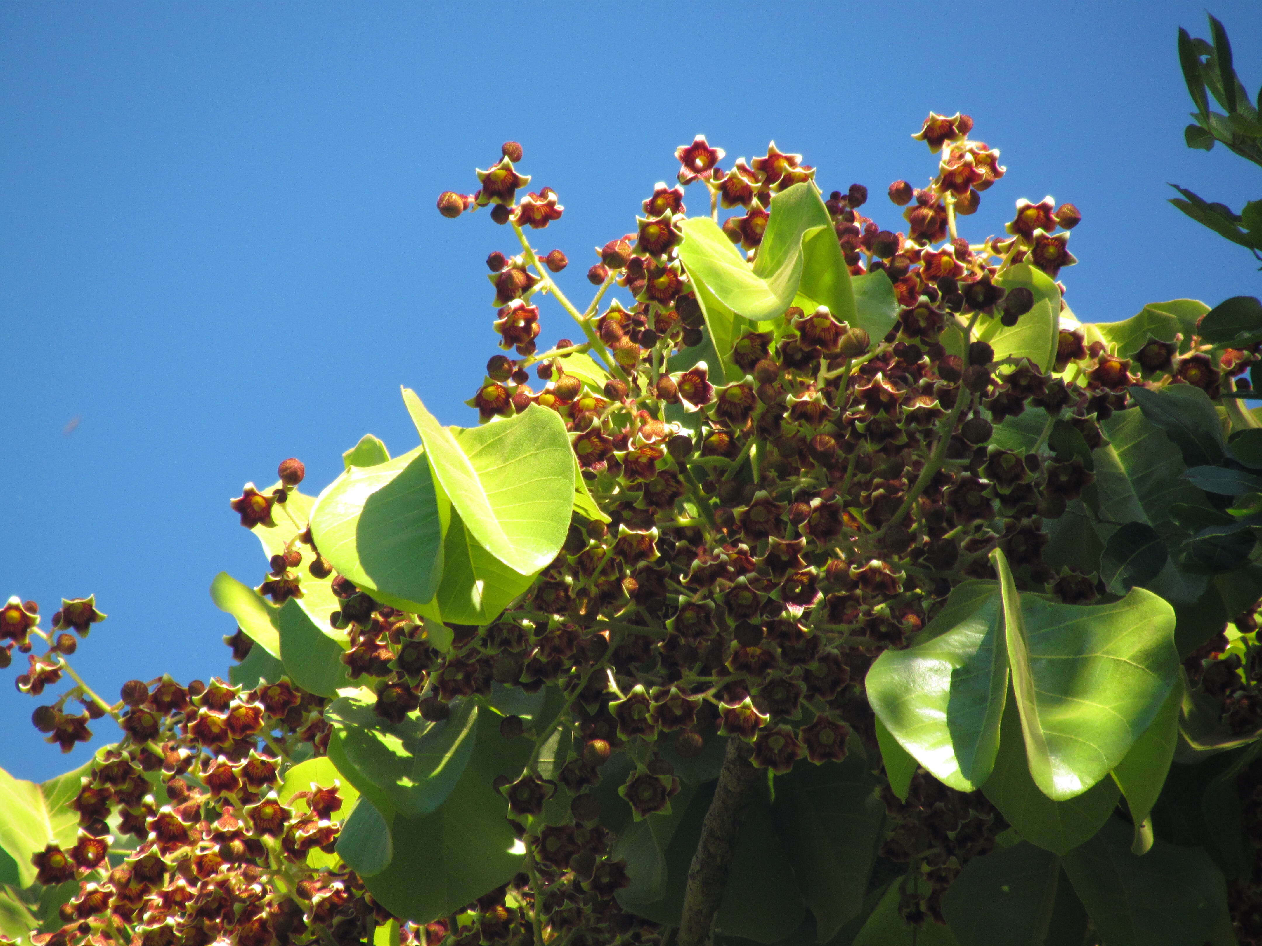 Слика од Sterculia apetala (Jacq.) Karst.