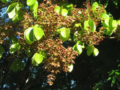 Слика од Sterculia apetala (Jacq.) Karst.