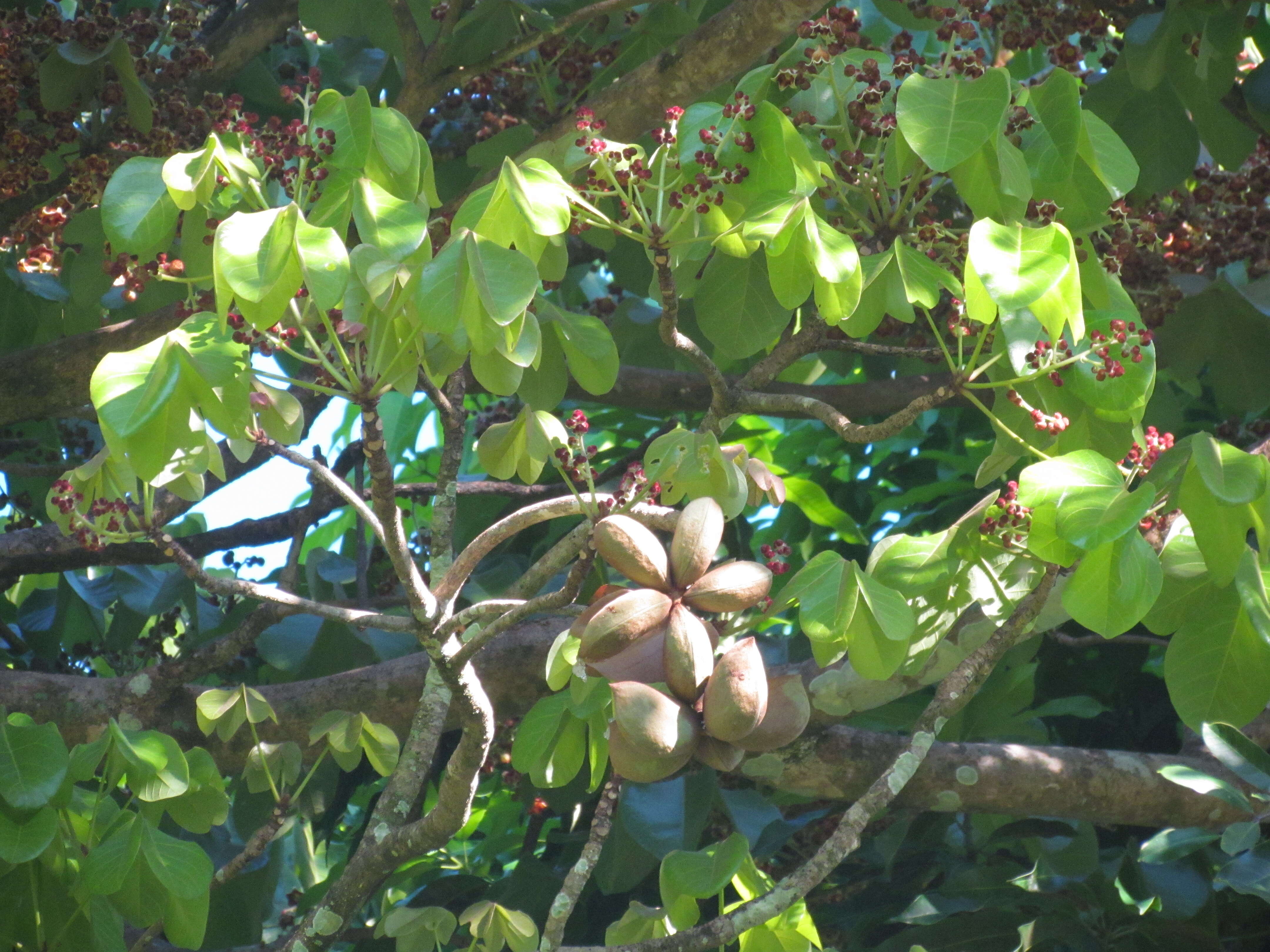 Слика од Sterculia apetala (Jacq.) Karst.