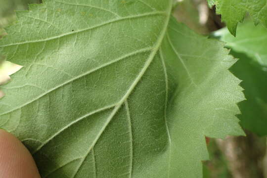 Image de Crataegus mollis var. texana (Buckley) Lance