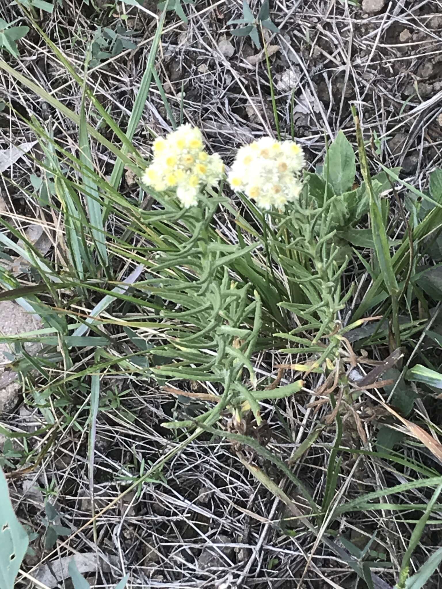 Image of winged cudweed