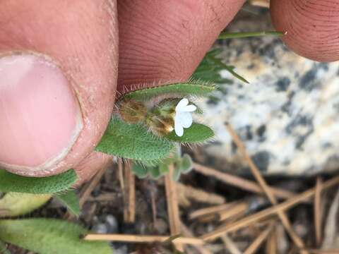 Plancia ëd Plagiobothrys torreyi (A. Gray) A. Gray