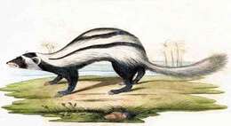 Image of Libyan Striped Weasel